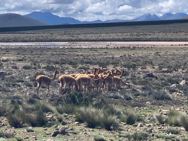 Herd of Vicuñas