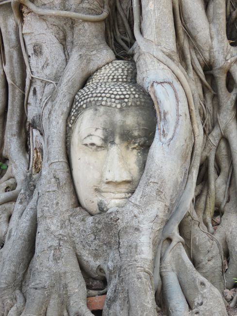 Ehemals abgeschlagener Buddhakopf, inzwischen in einem Baum verwachsen