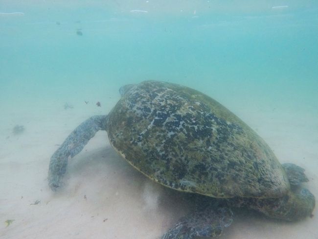 Schildkröte/ Stein am Strand nahe Hikkaduwa