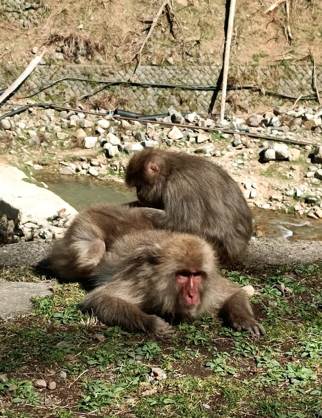 Nagano - Japanische Affenbande