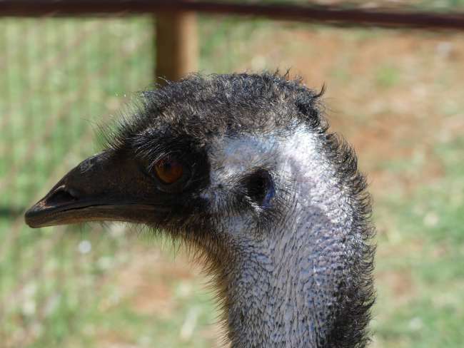 Emu portrait