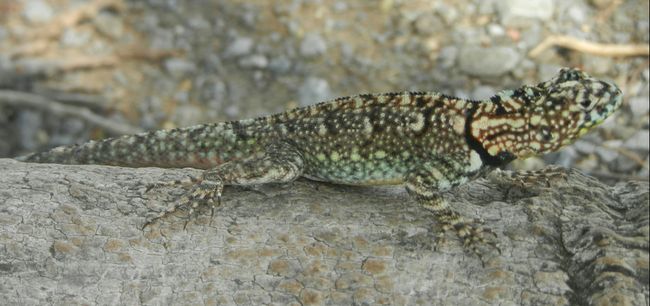 Pantanal Lizard