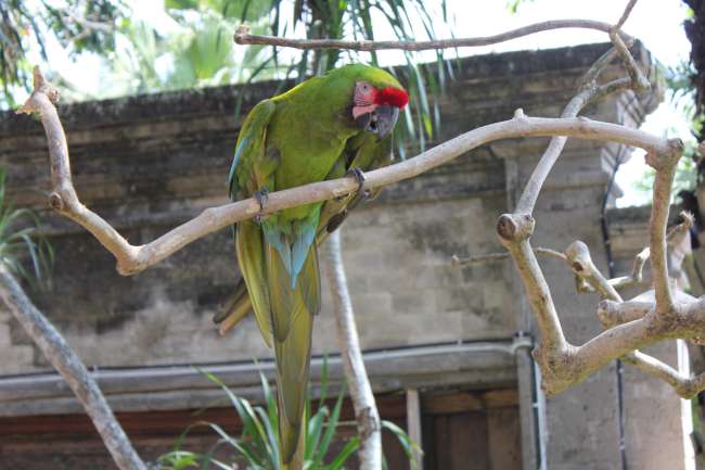 At the Bali Bird Park