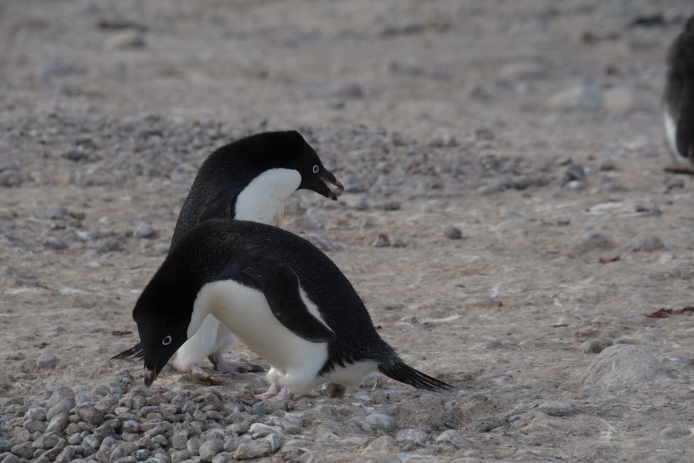 Adelie penguins (collecting stones)