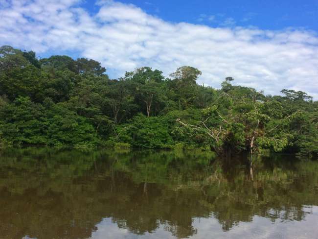 Amazonas - Cuyabeno Area