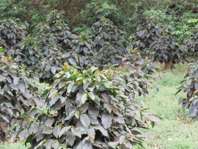 Approximately 2-year-old coffee trees