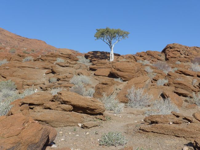 Namibias Norden - von Sossusvlei bis Etosha