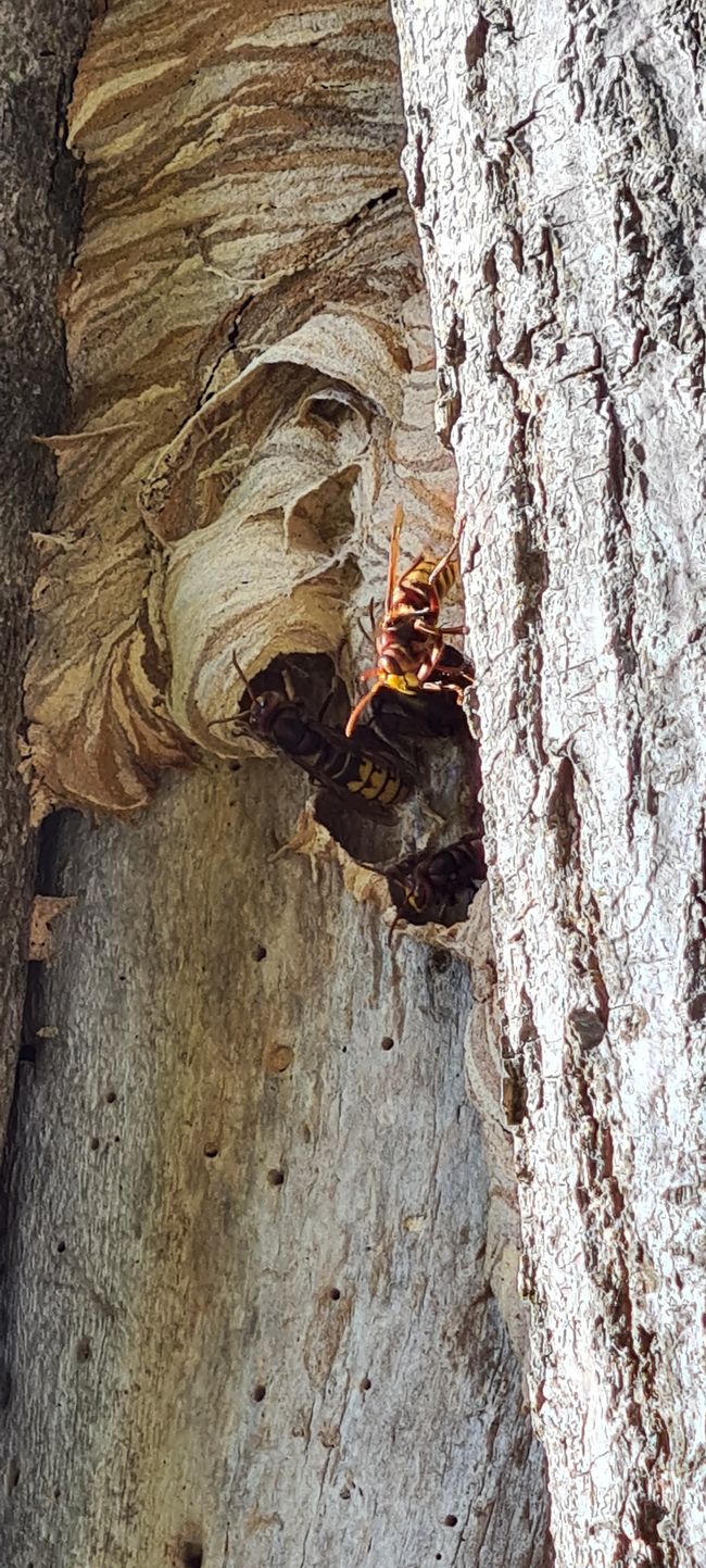 Hornets building nests