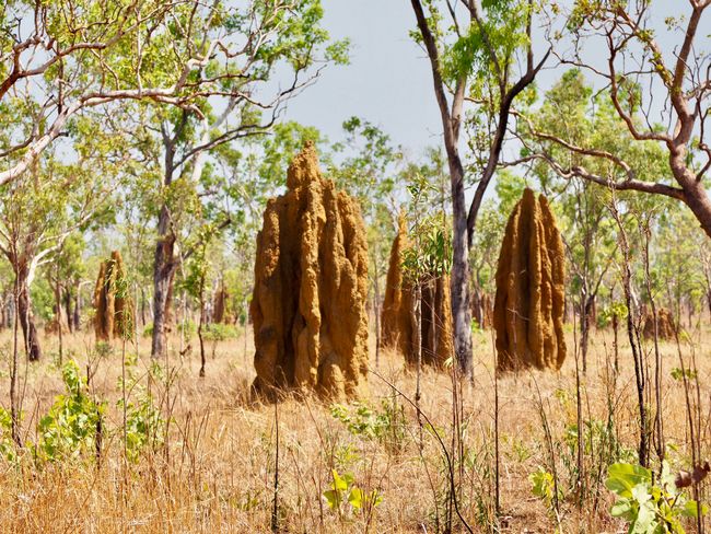 termites ... everywhere ... or alien landing sites?