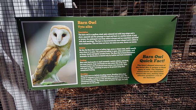 The barn owl.