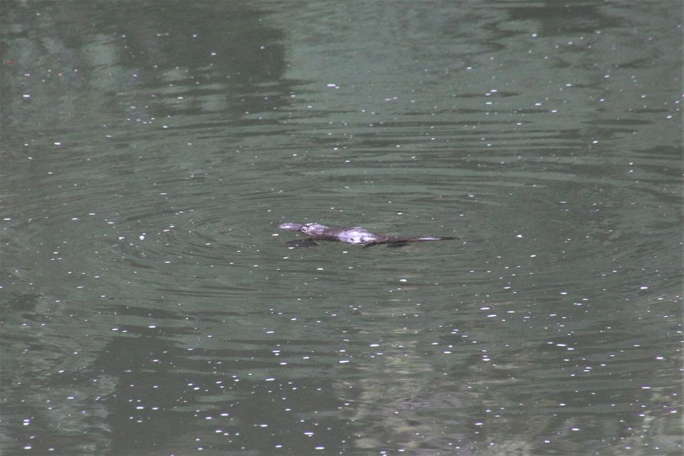 Juhu! Da ist das scheue Platypus!! See bei Broken River Eungella Nationalpark