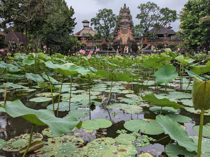 Lotus pond at the Saraswati Temple
