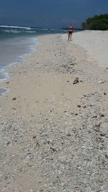 'Coral graveyard' on the beach