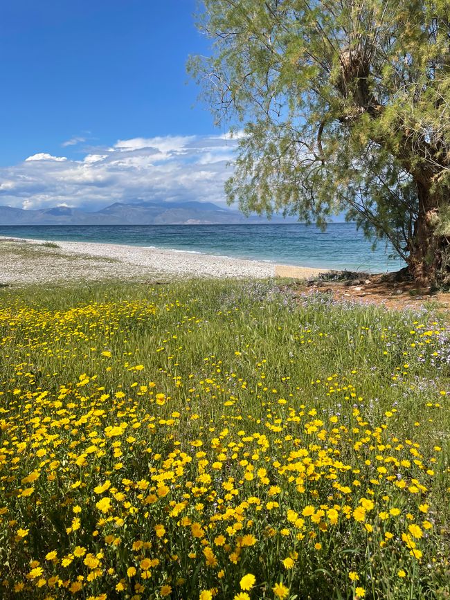 View from the campsite to the beach at the Gulf of Corinth