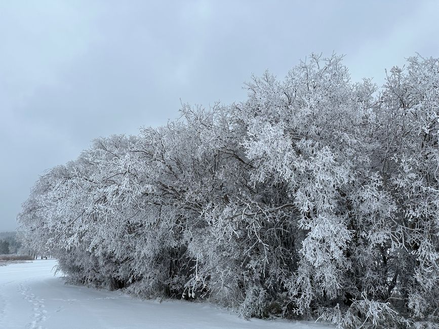 Winter in Saskatchewan