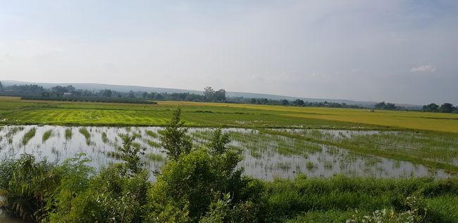 Zuerst ganz viele Reisfelder...