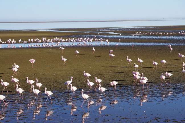 Stroll of the flamingos