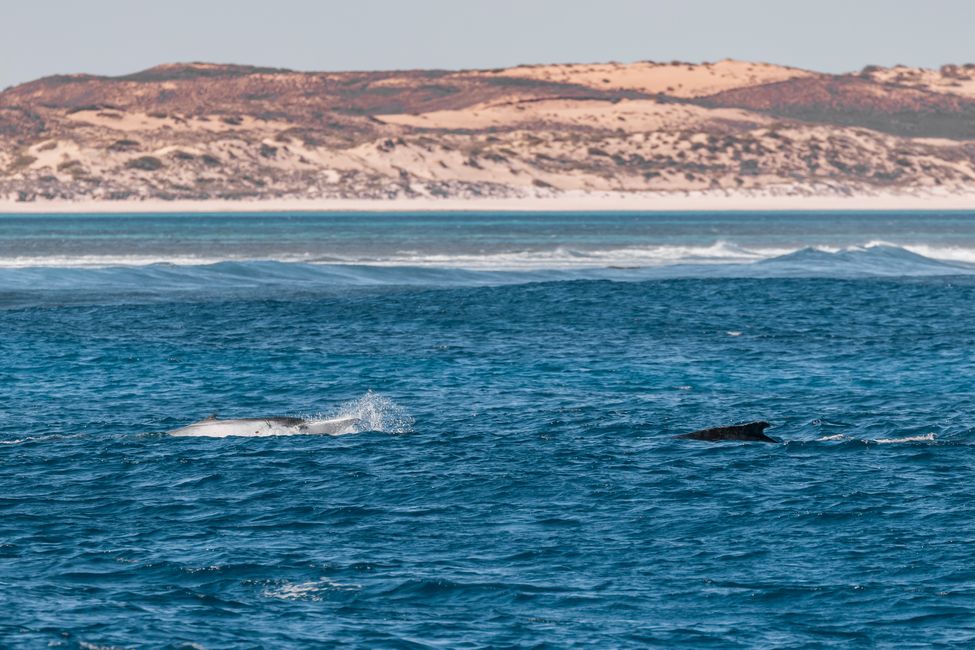 August 1st, 2023 – Humpback whales, manta rays and turtles in Ningaloo Reef