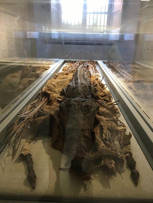 Mumifiziertes Krokodil