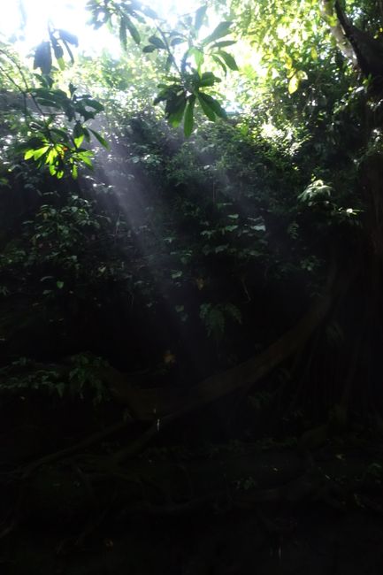 Sun rays breaking through the jungle canopy