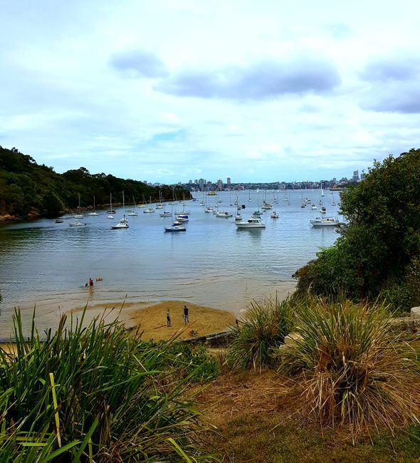 Sydney: Mobulu ya libongo ya North Shore