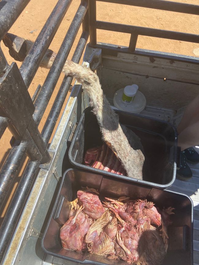 Yes, that's a hind leg of a donkey 🤢