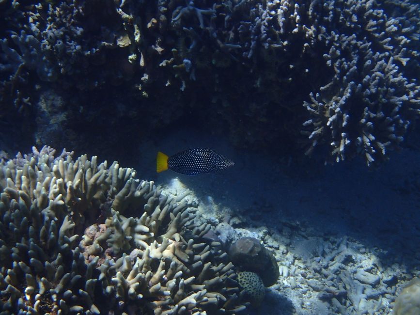 Snorkeling in Bunaken NP - Yellowmargin triggerfish
