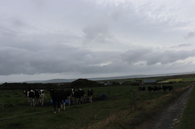 Day 14: Wednesday 15.08.2015 Anascout - Ballybonnion