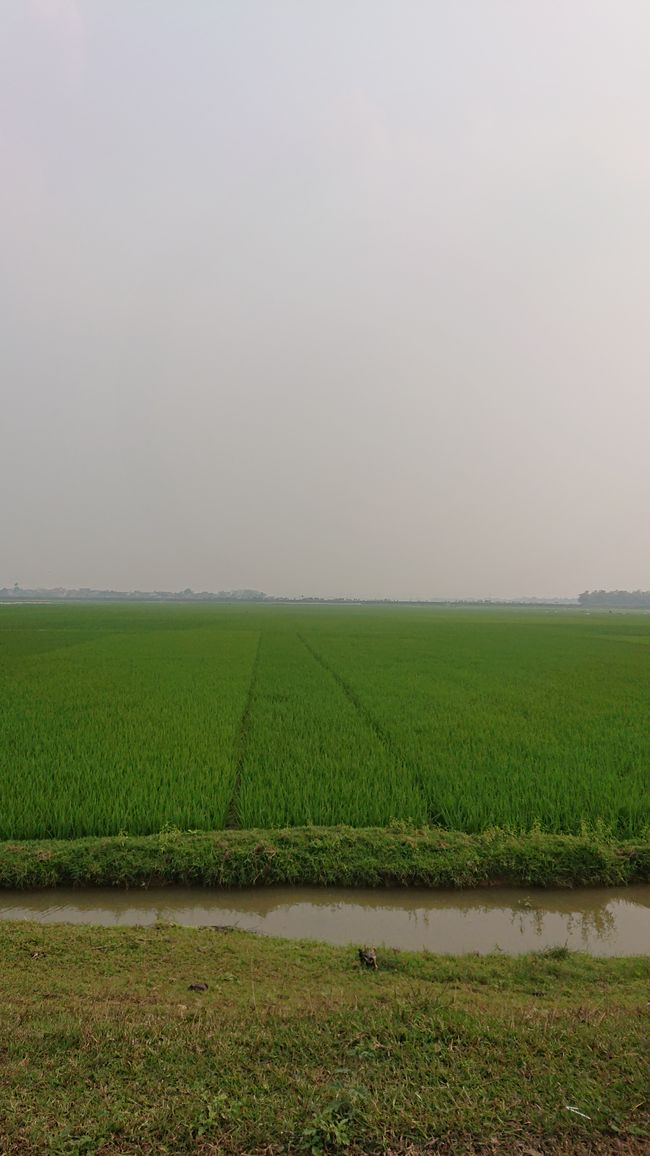 Ninh Binh, mein Reisfeld
