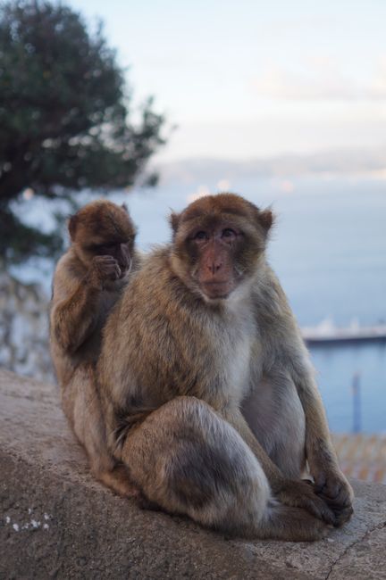 Monkeys on the mountain in Gibraltar 