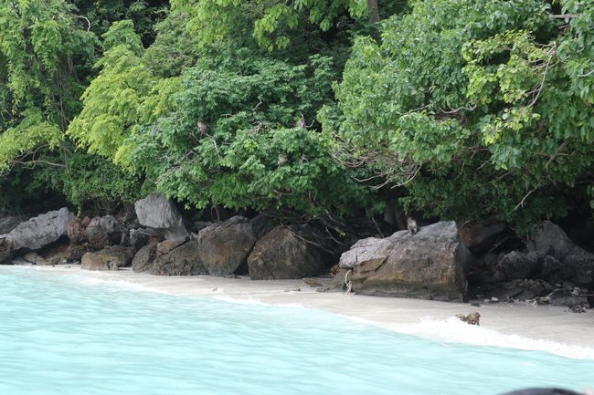 Swimming with the monkeys