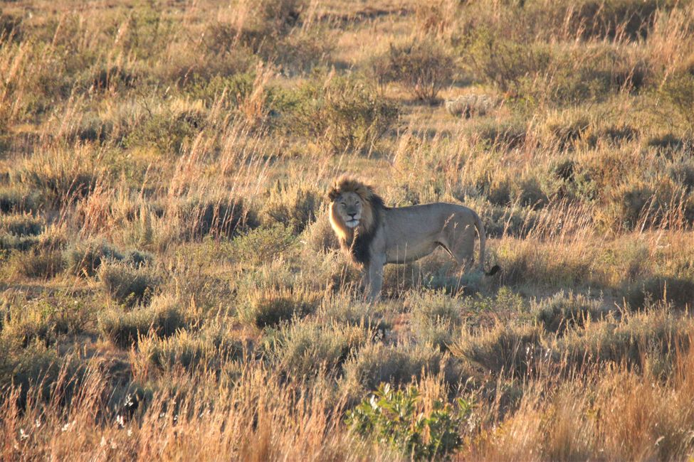 Dag 9: Vum Pilanesberg NP op Kololo Spillreservat