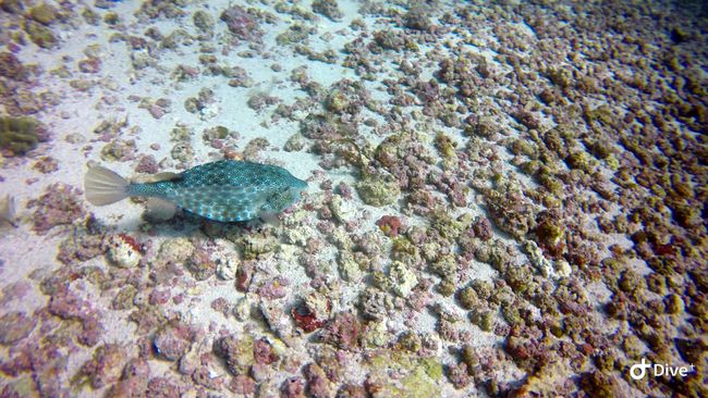 Pufferfish with camouflaging pattern..
