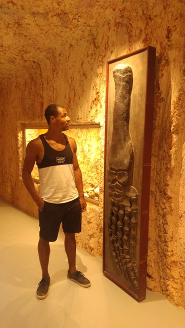 Fossilien im Museum