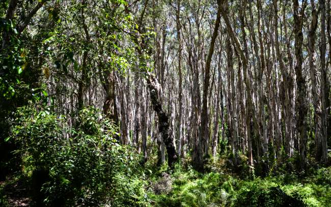 08.10.2016 - Australien, Agnes Water (Paperbark Forest)