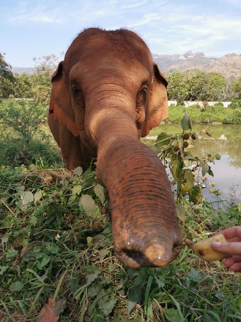 Día 12 - Chiang Mai, Tailandia (23.01.2020)