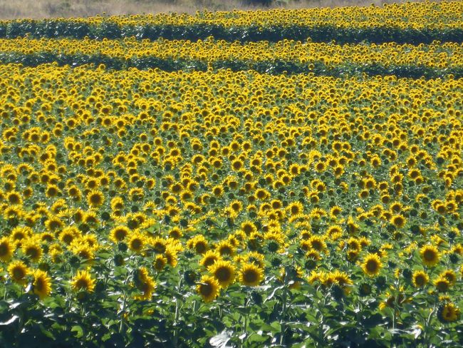 Sonnenblumenfelder 