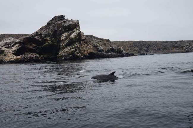 Delphine bei Isla Damas 