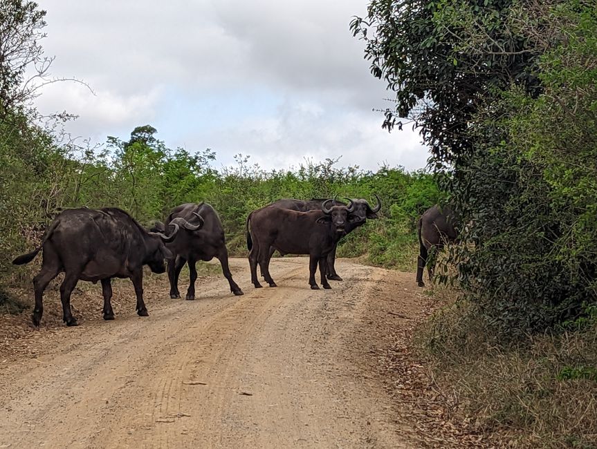 Hluhluwe-Imfolozi-Nationalparks