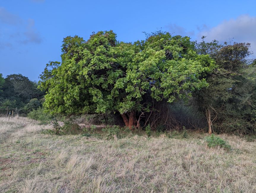Hluhluwe-Nationalpark, iSimangaliso-Nationalpark und St. Lucia