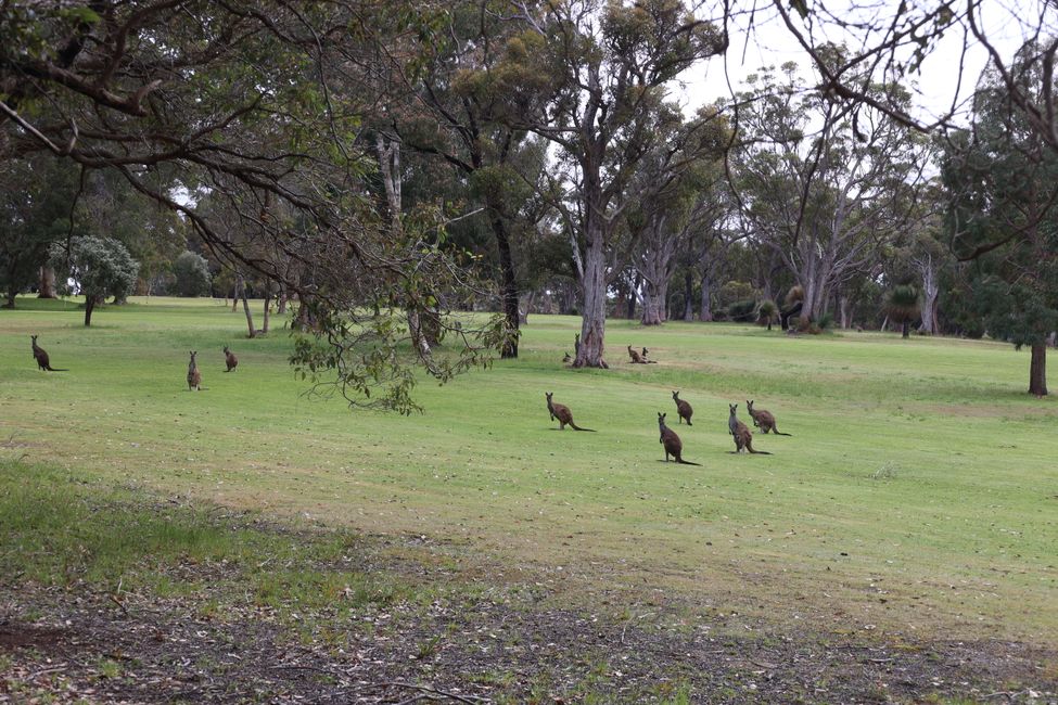 Golfplatz mit Kängurus in Walepole