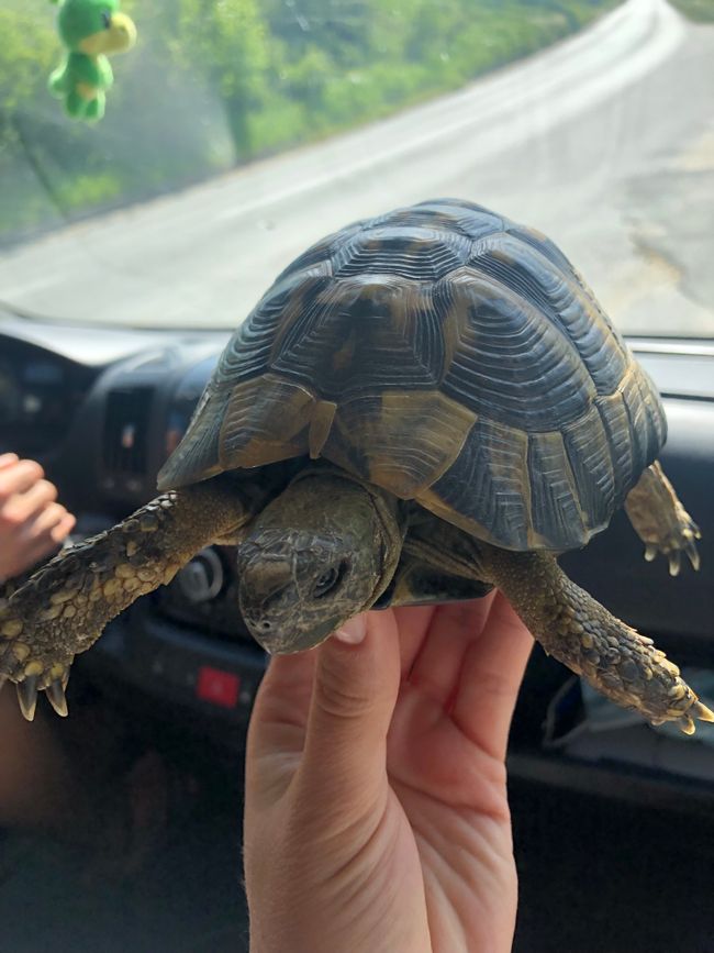 An act of kindness a day is necessary - Saving the suicidal turtle