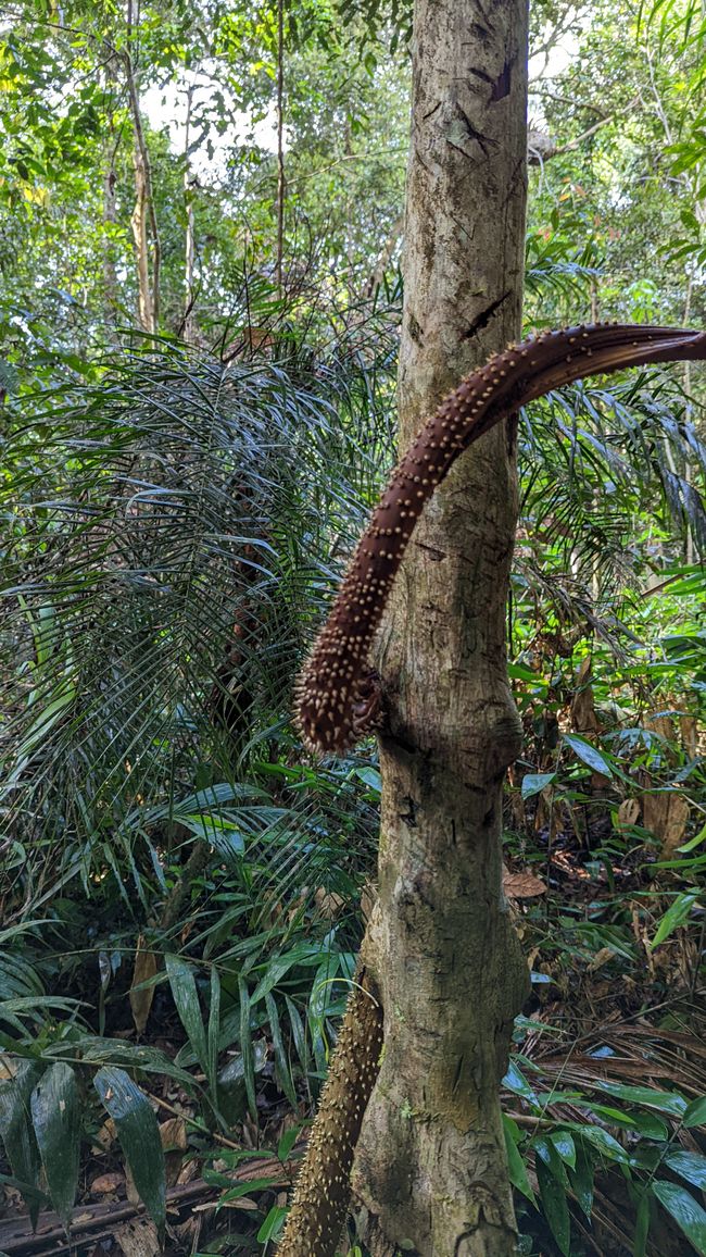 2. Día en la selva amazónica