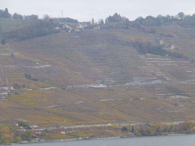 Lavaux Terrace