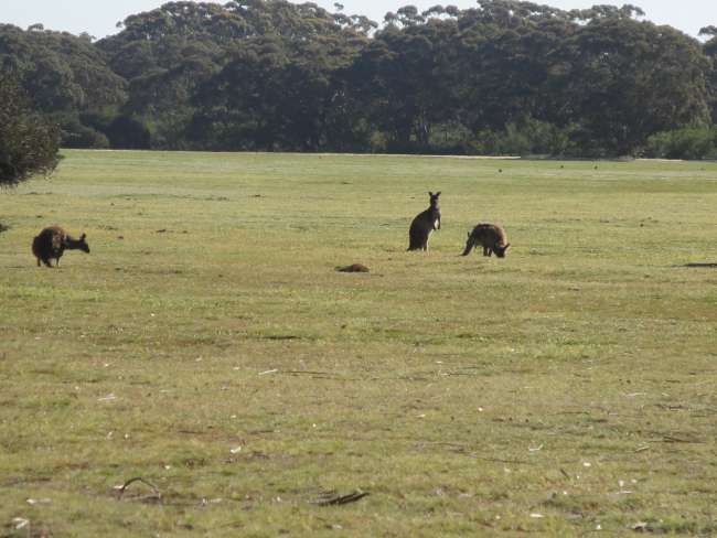 Kangaroo Island fast Privat