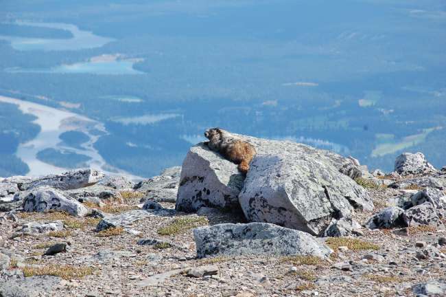 Marmot at Whistlers Peak