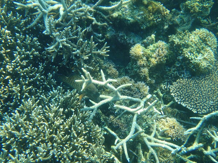 Indonesia - Flores - Komodo NP - Snorkeling