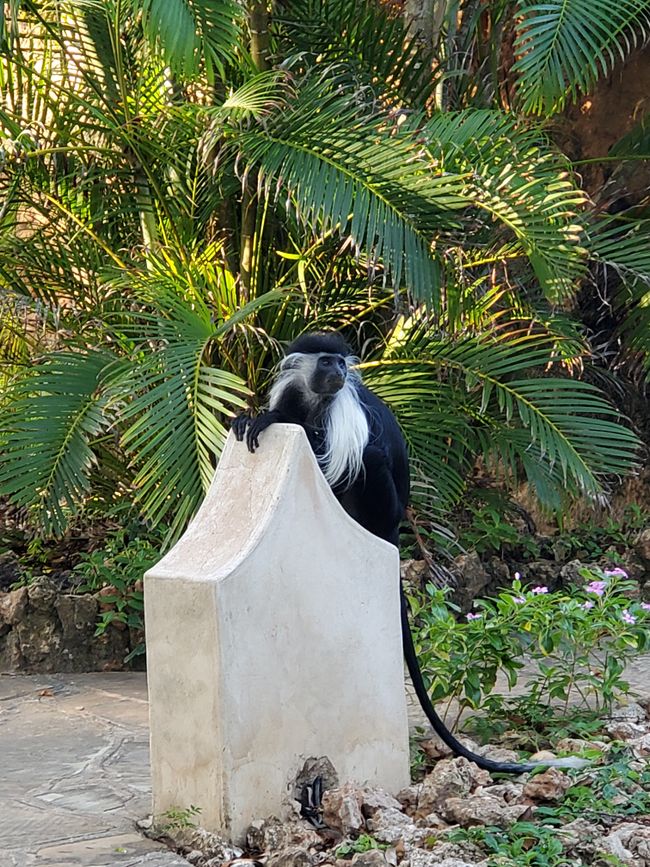 Colobus monkey 🐒 (black and white colobus)