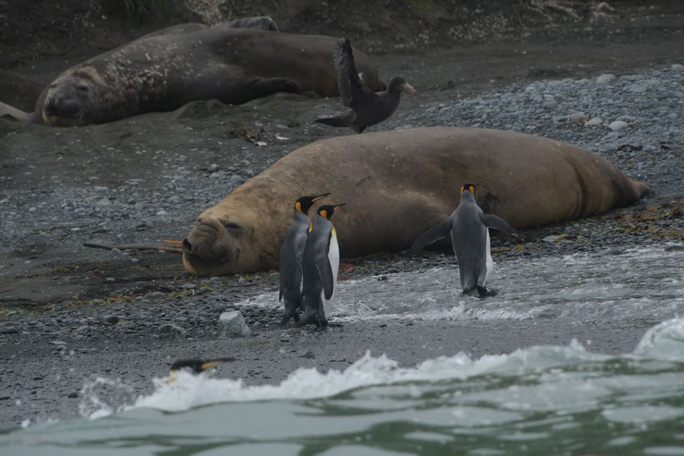 Macquarie Island - Southern Elephant Seal and King Penguins