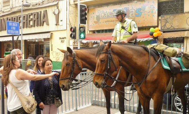 Affectionate petting of a police horse tolerated